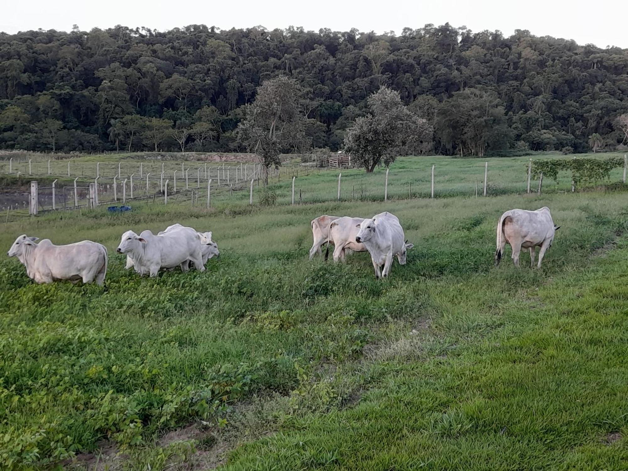 Hotel Fazenda Recanto Do Monte Alegre ปิราชู ภายนอก รูปภาพ