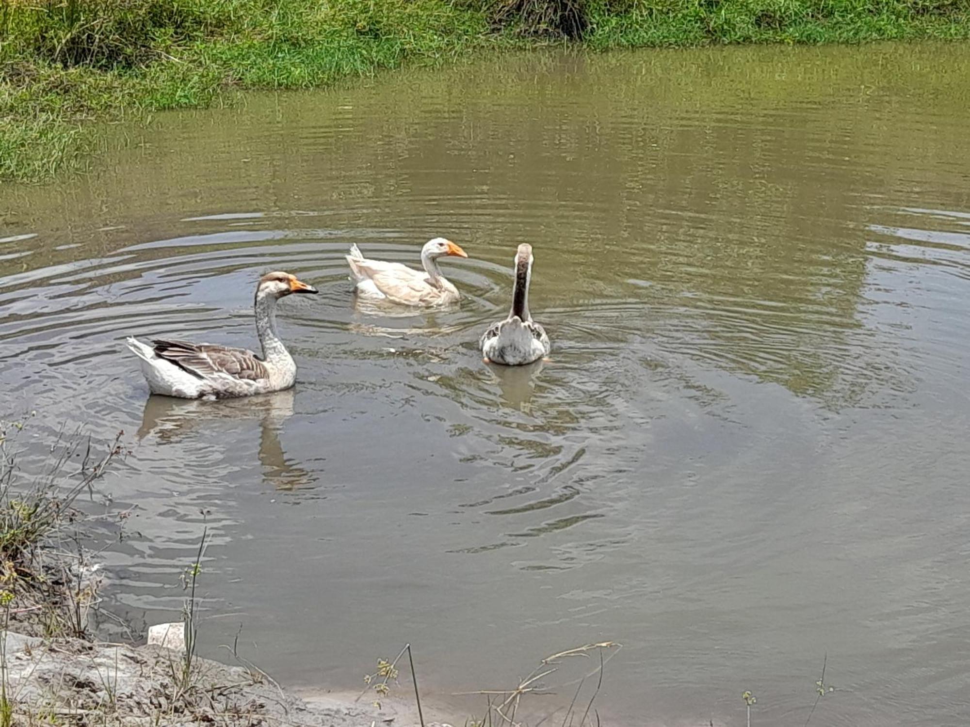 Hotel Fazenda Recanto Do Monte Alegre ปิราชู ภายนอก รูปภาพ