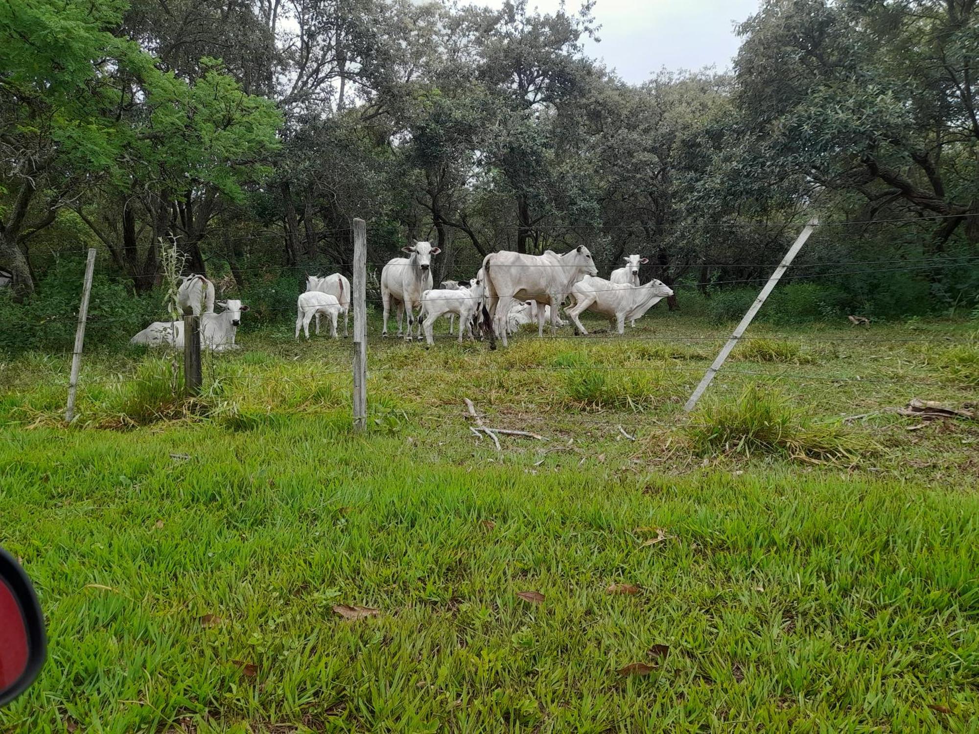 Hotel Fazenda Recanto Do Monte Alegre ปิราชู ภายนอก รูปภาพ
