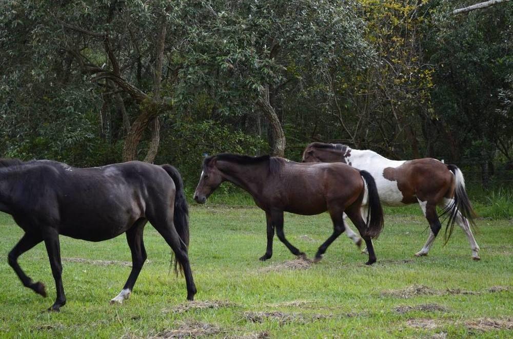 Hotel Fazenda Recanto Do Monte Alegre ปิราชู ภายนอก รูปภาพ